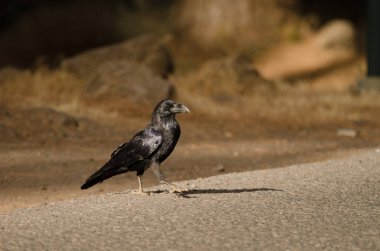 Kuzgun Corvus Corax Canariensis karşıdan karşıya geçiyor. Nublo Kırsal Parkı. Tejeda. Büyük Kanarya. Kanarya Adaları. İspanya.