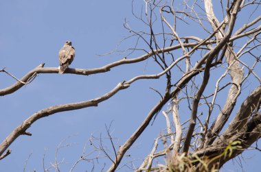 Yaygın bir akbaba Buteo buteo insularum okaliptüs ağacına tünemişti. San Mateo 'da. Büyük Kanarya. Kanarya Adaları. İspanya.