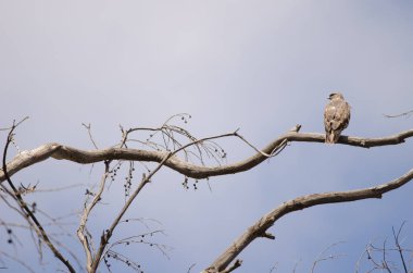 Yaygın bir akbaba Buteo buteo insularum okaliptüs ağacına tünemişti. San Mateo 'da. Büyük Kanarya. Kanarya Adaları. İspanya.