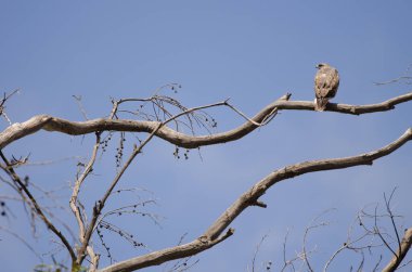 Yaygın bir akbaba Buteo buteo insularum okaliptüs ağacına tünemişti. San Mateo 'da. Büyük Kanarya. Kanarya Adaları. İspanya.