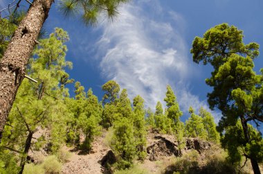 Kanarya Adası Ormanı Pinus kanaryası. Integral Inagua Doğal Rezervi. Büyük Kanarya. Kanarya Adaları. İspanya.