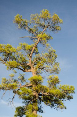 Kanarya Adası Pinus kanaryası. Integral Inagua Doğal Rezervi. Büyük Kanarya. Kanarya Adaları. İspanya.