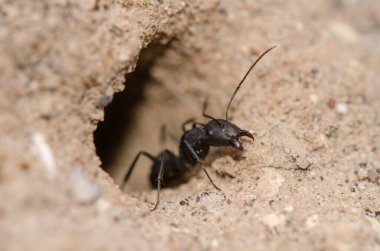 Karınca yuvasının girişinde karınca Camponotus feae. Integral Inagua Doğal Rezervi. Tejeda. Büyük Kanarya. Kanarya Adaları. İspanya.