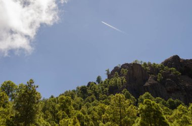 Kanarya Adası 'ndaki Pinus kanaryaları üzerinde uçan uçaklar. Integral Inagua Doğal Rezervi. Tejeda. Büyük Kanarya. Kanarya Adaları. İspanya.