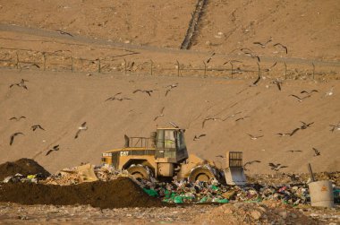 9 Ekim 2024, El Salto del Negro: Bir çöp sahasında çalışan traktör ve üzerinde uçan sarı bacaklı martılar. Las Palmas de Gran Kanaryası. Kanarya Adaları. İspanya.