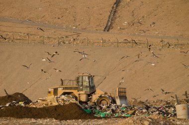 9 Ekim 2024, El Salto del Negro: Bir çöp sahasında çalışan traktör ve üzerinde uçan sarı bacaklı martılar. Las Palmas de Gran Kanaryası. Kanarya Adaları. İspanya.