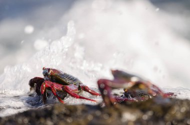 Yengeç Burgusu adscension dalganın altında. Arinaga. Aguimes. Büyük Kanarya. Kanarya Adaları. İspanya.