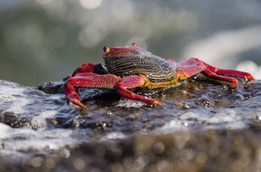 Crab Grapsus önerisi. Arinaga. Aguimes. Büyük Kanarya. Kanarya Adaları. İspanya.