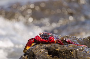 Crab Grapsus önerisi. Arinaga. Aguimes. Büyük Kanarya. Kanarya Adaları. İspanya.