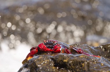 Crab Grapsus önerisi. Arinaga. Aguimes. Büyük Kanarya. Kanarya Adaları. İspanya.