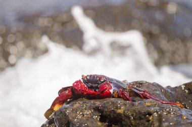 Crab Grapsus önerisi. Arinaga. Aguimes. Büyük Kanarya. Kanarya Adaları. İspanya.