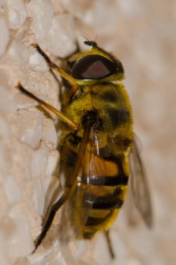 Dişi İHA sineği Eristalis tenax. Büyük Kanarya. Kanarya Adaları. İspanya.