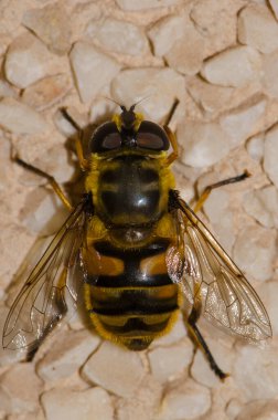 Dişi İHA sineği Eristalis tenax. Büyük Kanarya. Kanarya Adaları. İspanya.