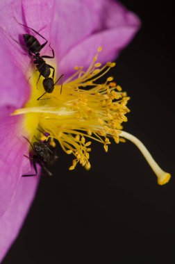 Cistus Horrens 'ın çiçeğindeki Karıncalar Kamponotus feae' si. Integral Inagua Doğal Rezervi. Büyük Kanarya. Kanarya Adaları. İspanya.