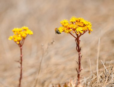 Aeonium simsii çiçekleri üzerinde beyaz bantlı kazıcı arı Amegilla quadrifasciata. Integral Inagua Doğal Rezervi. Tejeda. Büyük Kanarya. Kanarya Adaları. İspanya.