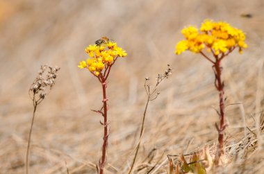 Aeonium simsii çiçekleri üzerinde beyaz bantlı kazıcı arı Amegilla quadrifasciata. Integral Inagua Doğal Rezervi. Büyük Kanarya. Kanarya Adaları. İspanya.