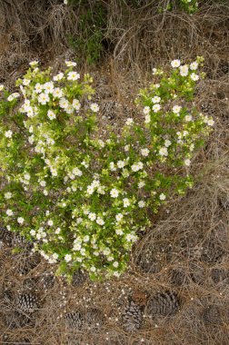 Montpellier cistus Cistus monspeliensis canariensis in flower. Integral Inagua Doğal Rezervi. Büyük Kanarya. Kanarya Adaları. İspanya.