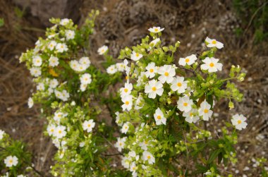 Montpellier cistus Cistus monspeliensis canariensis in flower. Integral Inagua Doğal Rezervi. Büyük Kanarya. Kanarya Adaları. İspanya.
