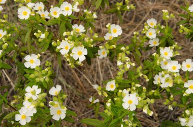 Montpellier cistus Cistus monspeliensis canariensis in flower. Integral Inagua Doğal Rezervi. Büyük Kanarya. Kanarya Adaları. İspanya.