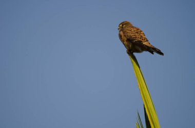 Dişi kerkenez Falco tinnunculus canariensis. Karpuz Golfü. Büyük Kanarya. Kanarya Adaları. İspanya.