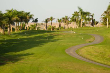 Sarı bacaklı martılar Larus michahellis atlantis ve Royal palms Roystonea regia golf sahasında. Karpuz Golfü. Büyük Kanarya. Kanarya Adaları. İspanya.