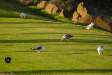 Sarı bacaklı martılar Larus Michael Atlantis golf sahasında yiyecek arıyor. Karpuz Golfü. Büyük Kanarya. Kanarya Adaları. İspanya.