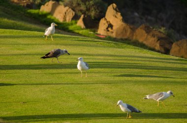 Sarı bacaklı martılar Larus Michael Atlantis golf sahasında. Karpuz Golfü. Büyük Kanarya. Kanarya Adaları. İspanya.