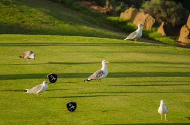Sarı bacaklı martılar Larus Michael Atlantis golf sahasında. Karpuz Golfü. Büyük Kanarya. Kanarya Adaları. İspanya.