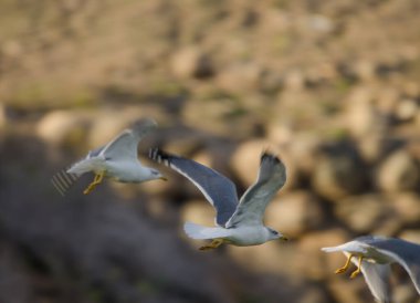 Sarı bacaklı martılar Larus michahellis atlantis uçuyor. Karpuz Golfü. Büyük Kanarya. Kanarya Adaları. İspanya.