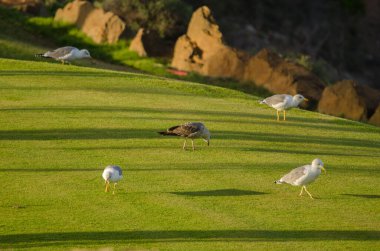 Sarı bacaklı martılar Larus Michael Atlantis golf sahasında yiyecek arıyor. Karpuz Golfü. Büyük Kanarya. Kanarya Adaları. İspanya.