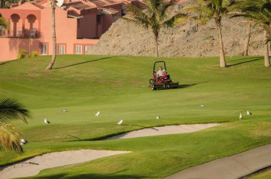 14 Ekim 2022, Meloneras Golf: Sarı bacaklı martılar Larus michahellis ve golf sahasında çimleri biçen adam. Büyük Kanarya. Kanarya Adaları. İspanya.