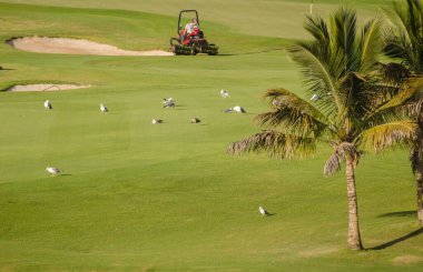 14 Ekim 2022, Meloneras Golf: Sarı bacaklı martılar Larus michahellis ve golf sahasında çimleri biçen adam. Büyük Kanarya. Kanarya Adaları. İspanya.