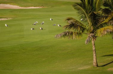 Sarı bacaklı martılar Larus Michael Atlantis golf sahasında. Karpuz Golfü. Büyük Kanarya. Kanarya Adaları. İspanya.