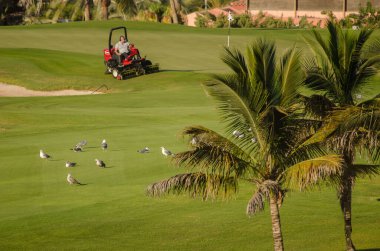 14 Ekim 2022, Meloneras Golf: Sarı bacaklı martılar Larus michahellis ve golf sahasında çimleri biçen adam. Büyük Kanarya. Kanarya Adaları. İspanya.