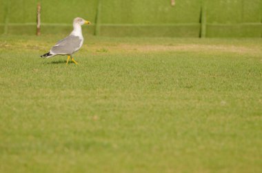 Sarı bacaklı martı Larus Michael Atlantis golf sahasında. Karpuz Golfü. Büyük Kanarya. Kanarya Adaları. İspanya.