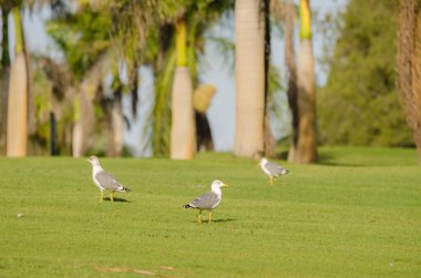 Sarı bacaklı martılar Larus Michael Atlantis golf sahasında. Karpuz Golfü. Büyük Kanarya. Kanarya Adaları. İspanya.