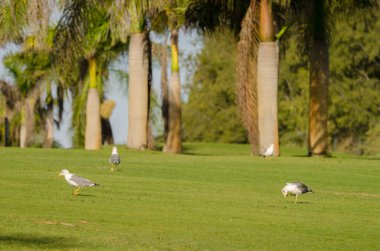 Sarı bacaklı martılar Larus Michael Atlantis golf sahasında. Karpuz Golfü. Büyük Kanarya. Kanarya Adaları. İspanya.