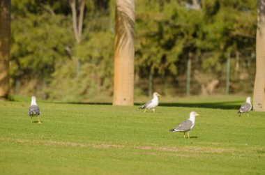 Sarı bacaklı martılar Larus Michael Atlantis golf sahasında. Karpuz Golfü. Büyük Kanarya. Kanarya Adaları. İspanya.