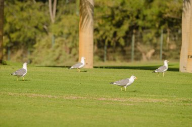 Sarı bacaklı martılar Larus Michael Atlantis golf sahasında. Karpuz Golfü. Büyük Kanarya. Kanarya Adaları. İspanya.