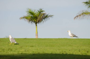 Sarı bacaklı martılar Larus Michael Atlantis golf sahasında. Karpuz Golfü. Büyük Kanarya. Kanarya Adaları. İspanya.