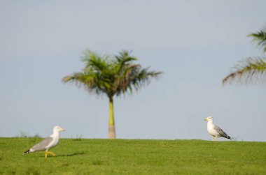 Sarı bacaklı martılar Larus Michael Atlantis golf sahasında. Karpuz Golfü. Büyük Kanarya. Kanarya Adaları. İspanya.