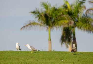 Sarı bacaklı martılar Larus Michael Atlantis golf sahasında. Karpuz Golfü. Büyük Kanarya. Kanarya Adaları. İspanya.