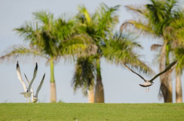 Sarı bacaklı martılar Larus Michael Atlantis golf sahasında uçuyor. Karpuz Golfü. Büyük Kanarya. Kanarya Adaları. İspanya.