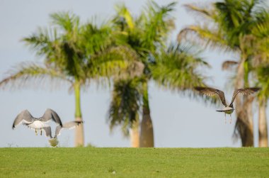 Sarı bacaklı martılar Larus Michael Atlantis golf sahasında uçuyor. Karpuz Golfü. Büyük Kanarya. Kanarya Adaları. İspanya.