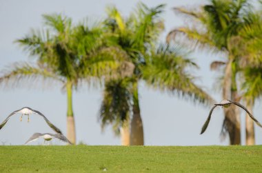Sarı bacaklı martılar Larus Michael Atlantis golf sahasında uçuyor. Karpuz Golfü. Büyük Kanarya. Kanarya Adaları. İspanya.