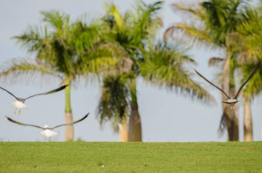 Sarı bacaklı martılar Larus Michael Atlantis golf sahasında uçuyor. Karpuz Golfü. Büyük Kanarya. Kanarya Adaları. İspanya.