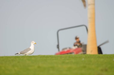 Sarı bacaklı martı Larus Michael Atlantis golf sahasında ve arka planda çimleri biçen adam. Büyük Kanarya. Kanarya Adaları. İspanya.
