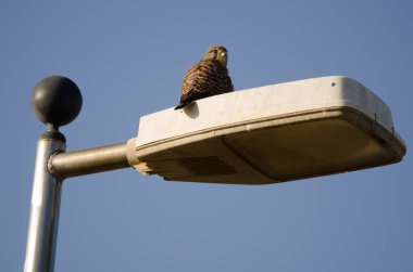 Genel kerkenez Falco tinnunculus canariensis. Lamba direğindeki kadın. Karpuz Golfü. Büyük Kanarya. Kanarya Adaları. İspanya.