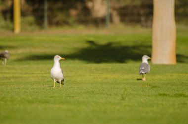 Sarı bacaklı martılar Larus Michael Atlantis golf sahasında. Karpuz Golfü. Büyük Kanarya. Kanarya Adaları. İspanya.