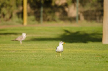 Sarı bacaklı martılar Larus Michael Atlantis golf sahasında. Karpuz Golfü. Büyük Kanarya. Kanarya Adaları. İspanya.